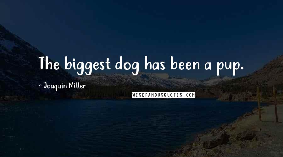 Joaquin Miller Quotes: The biggest dog has been a pup.