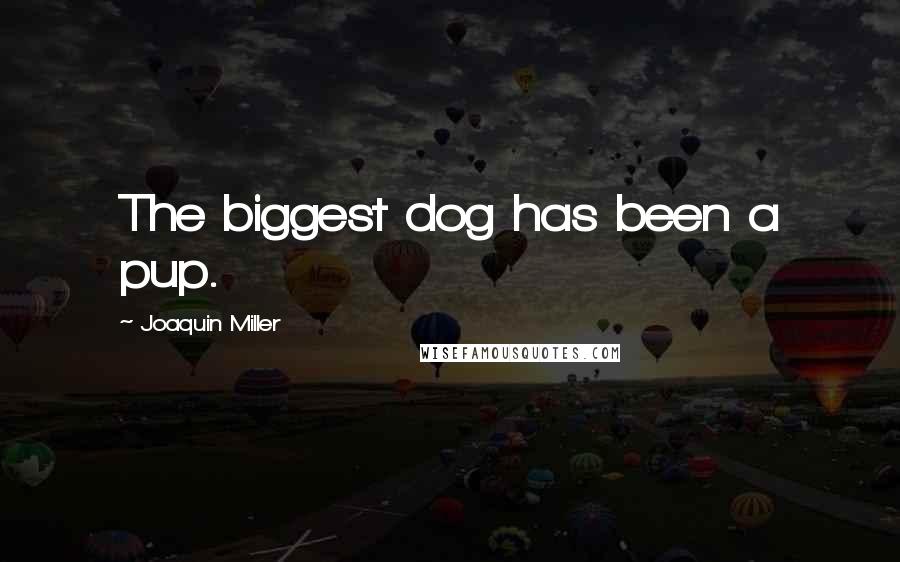 Joaquin Miller Quotes: The biggest dog has been a pup.