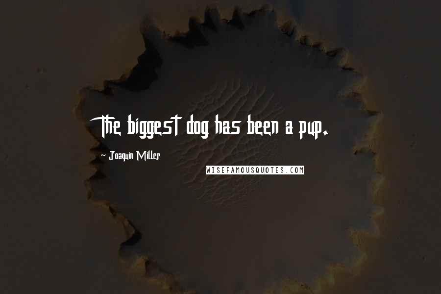 Joaquin Miller Quotes: The biggest dog has been a pup.