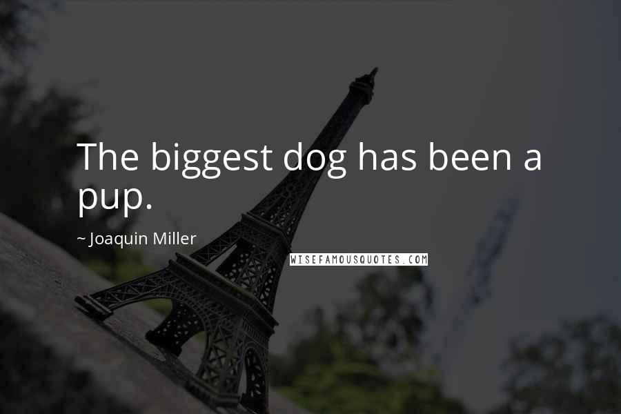 Joaquin Miller Quotes: The biggest dog has been a pup.