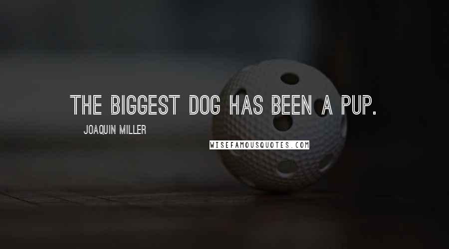 Joaquin Miller Quotes: The biggest dog has been a pup.