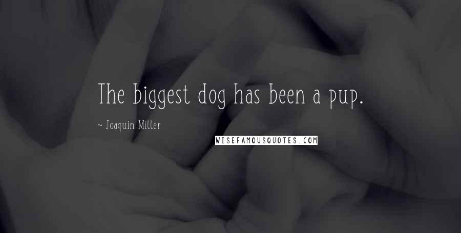 Joaquin Miller Quotes: The biggest dog has been a pup.