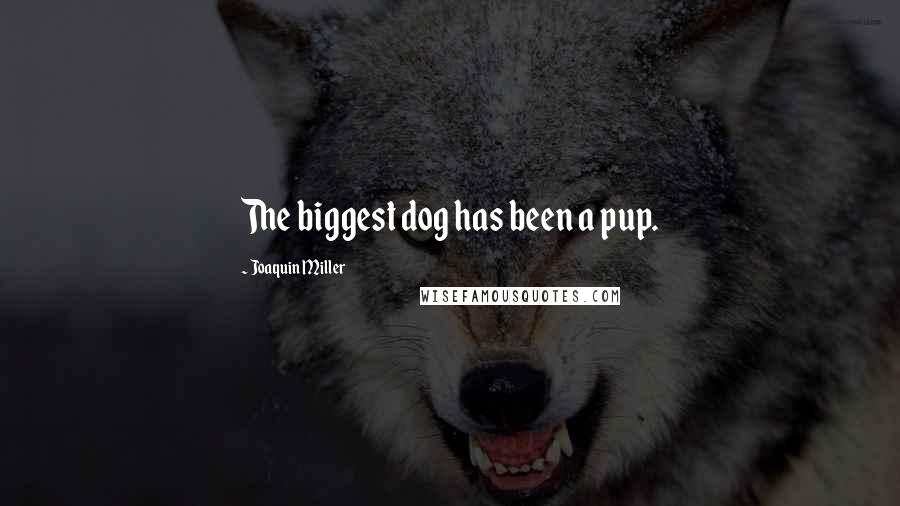 Joaquin Miller Quotes: The biggest dog has been a pup.