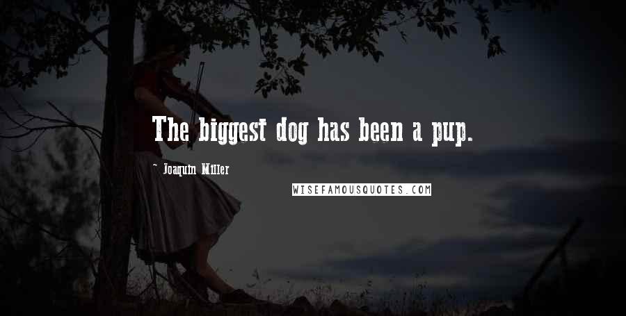 Joaquin Miller Quotes: The biggest dog has been a pup.