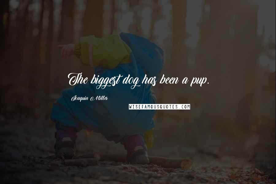 Joaquin Miller Quotes: The biggest dog has been a pup.
