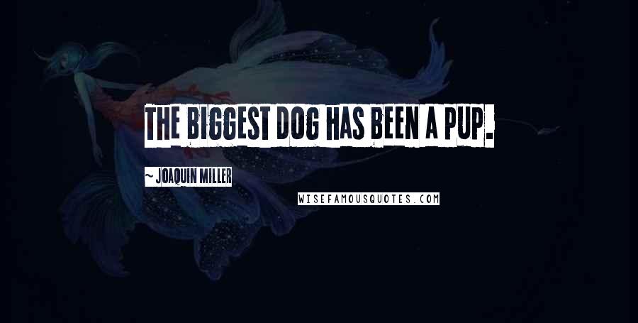 Joaquin Miller Quotes: The biggest dog has been a pup.