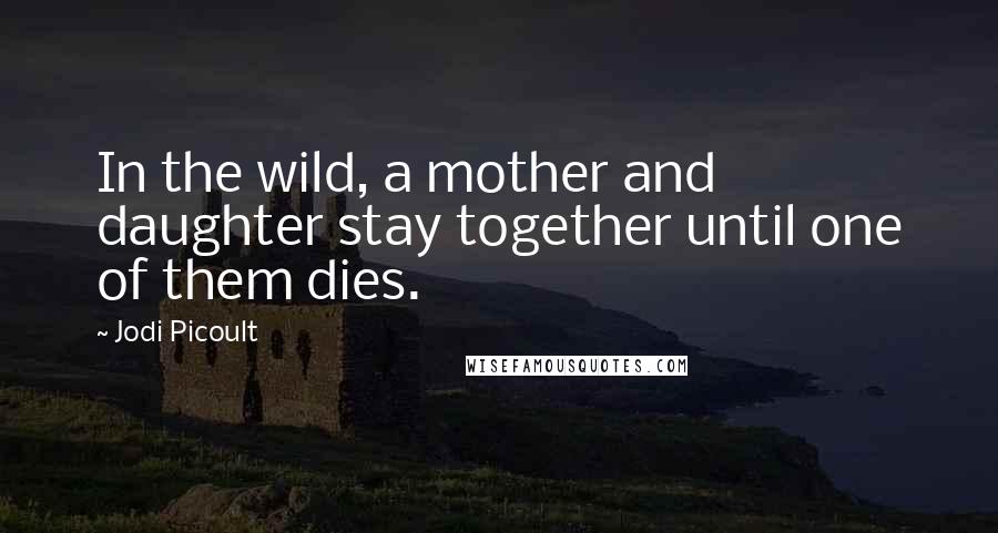 Jodi Picoult Quotes: In the wild, a mother and daughter stay together until one of them dies.