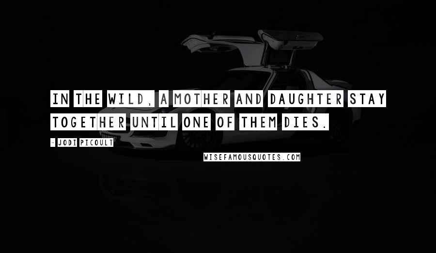Jodi Picoult Quotes: In the wild, a mother and daughter stay together until one of them dies.
