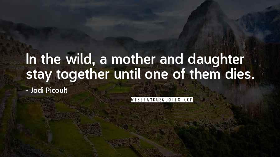 Jodi Picoult Quotes: In the wild, a mother and daughter stay together until one of them dies.