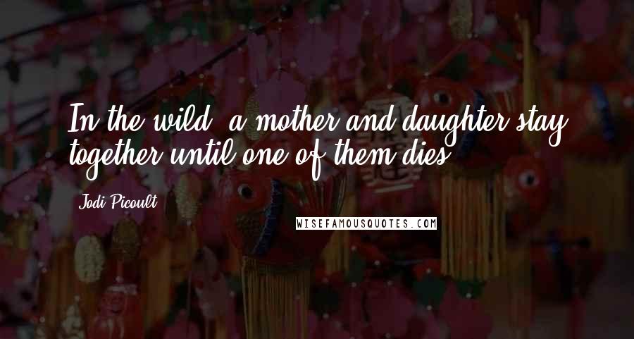 Jodi Picoult Quotes: In the wild, a mother and daughter stay together until one of them dies.