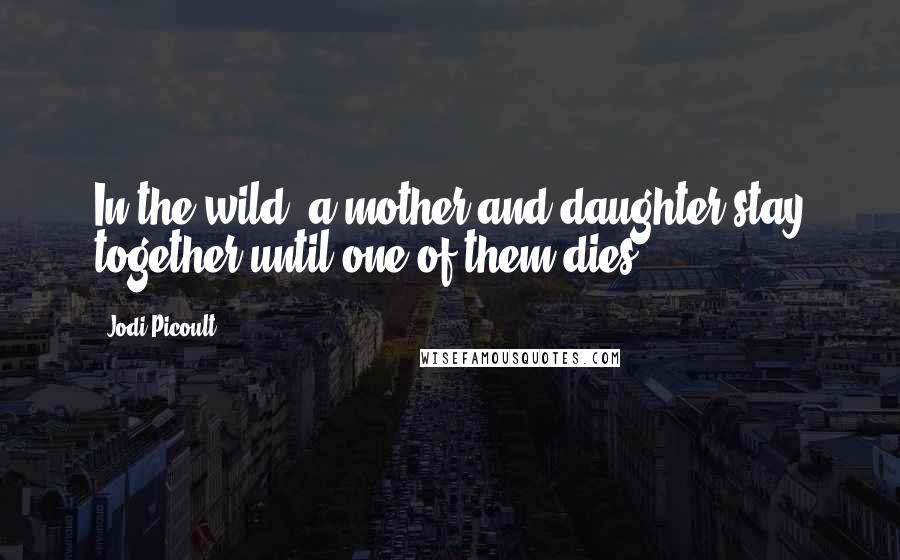 Jodi Picoult Quotes: In the wild, a mother and daughter stay together until one of them dies.