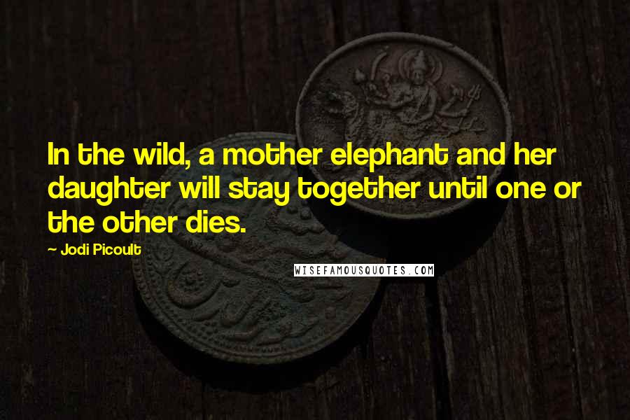 Jodi Picoult Quotes: In the wild, a mother elephant and her daughter will stay together until one or the other dies.