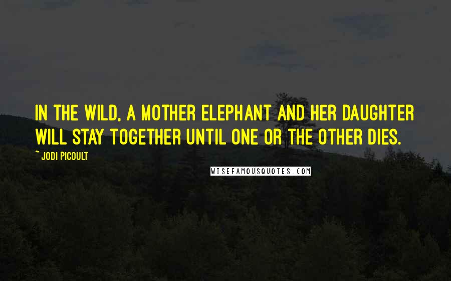 Jodi Picoult Quotes: In the wild, a mother elephant and her daughter will stay together until one or the other dies.