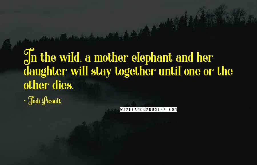 Jodi Picoult Quotes: In the wild, a mother elephant and her daughter will stay together until one or the other dies.