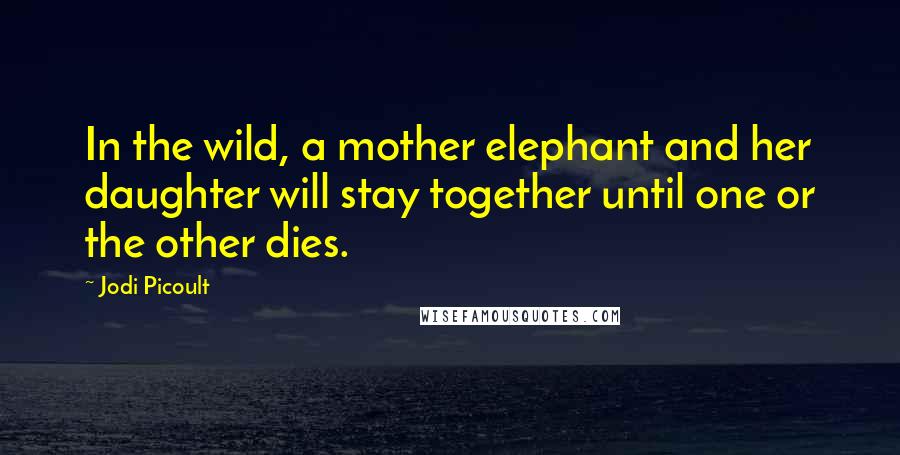 Jodi Picoult Quotes: In the wild, a mother elephant and her daughter will stay together until one or the other dies.