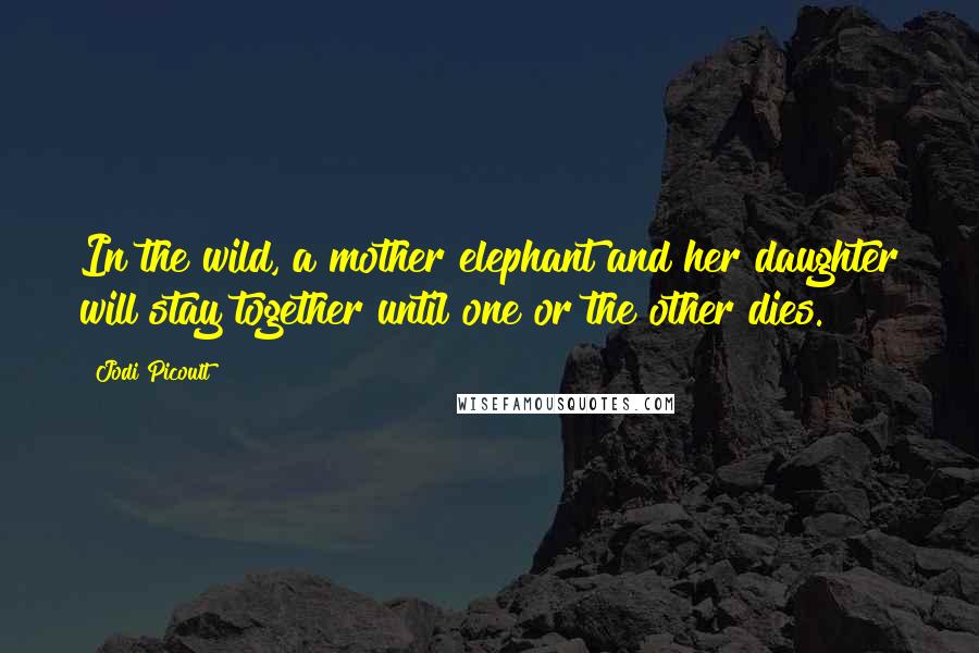 Jodi Picoult Quotes: In the wild, a mother elephant and her daughter will stay together until one or the other dies.