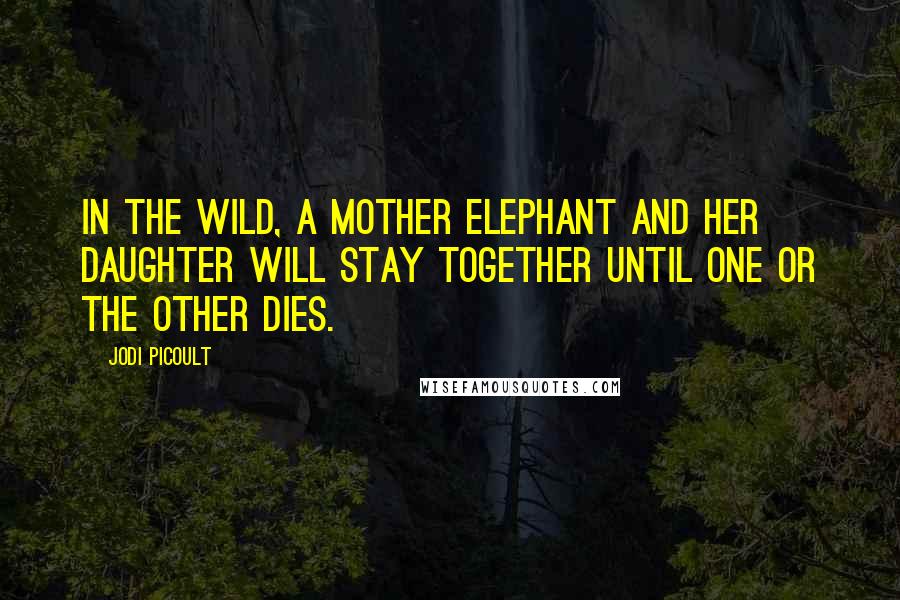 Jodi Picoult Quotes: In the wild, a mother elephant and her daughter will stay together until one or the other dies.