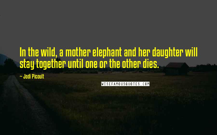 Jodi Picoult Quotes: In the wild, a mother elephant and her daughter will stay together until one or the other dies.