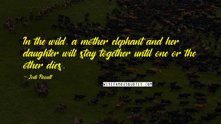 Jodi Picoult Quotes: In the wild, a mother elephant and her daughter will stay together until one or the other dies.