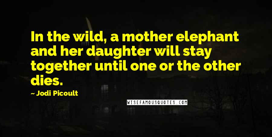 Jodi Picoult Quotes: In the wild, a mother elephant and her daughter will stay together until one or the other dies.