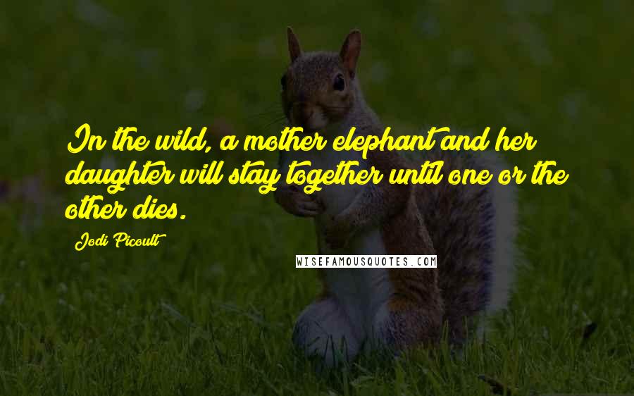 Jodi Picoult Quotes: In the wild, a mother elephant and her daughter will stay together until one or the other dies.