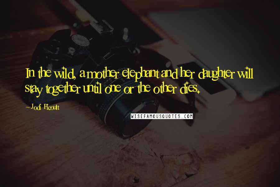 Jodi Picoult Quotes: In the wild, a mother elephant and her daughter will stay together until one or the other dies.