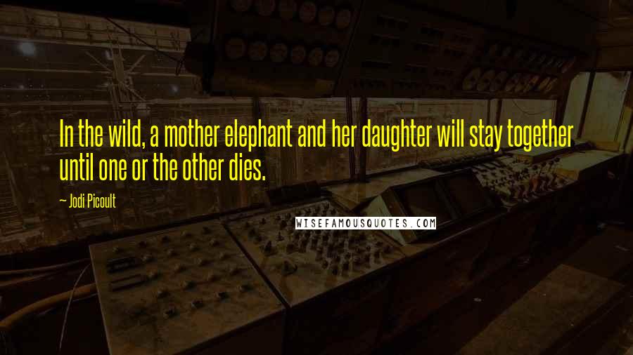 Jodi Picoult Quotes: In the wild, a mother elephant and her daughter will stay together until one or the other dies.
