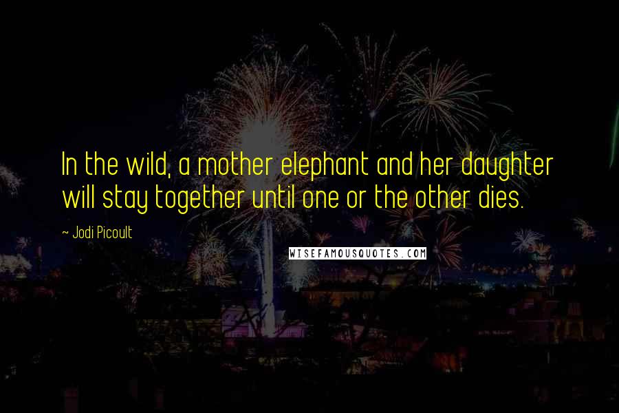 Jodi Picoult Quotes: In the wild, a mother elephant and her daughter will stay together until one or the other dies.