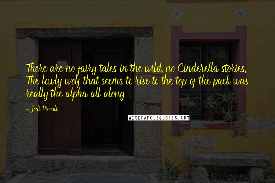 Jodi Picoult Quotes: There are no fairy tales in the wild, no Cinderella stories. The lowly wolf that seems to rise to the top of the pack was really the alpha all along