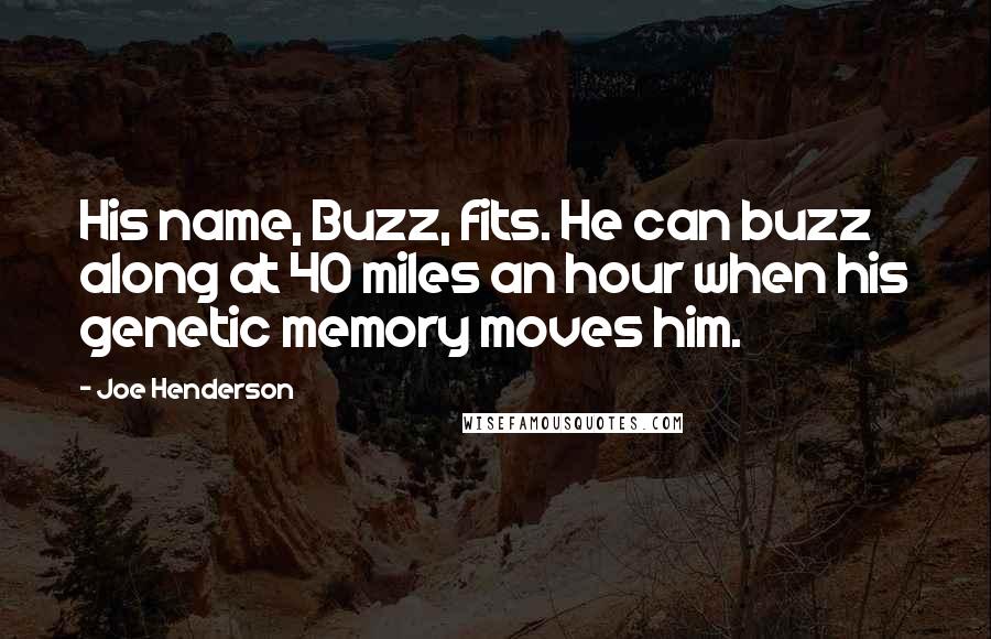 Joe Henderson Quotes: His name, Buzz, fits. He can buzz along at 40 miles an hour when his genetic memory moves him.