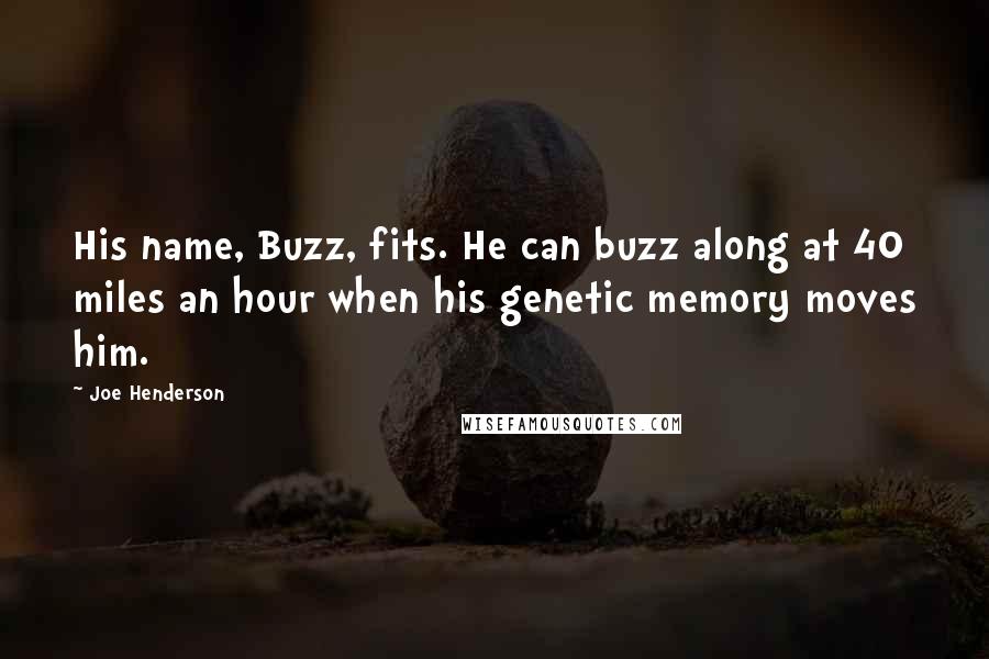Joe Henderson Quotes: His name, Buzz, fits. He can buzz along at 40 miles an hour when his genetic memory moves him.