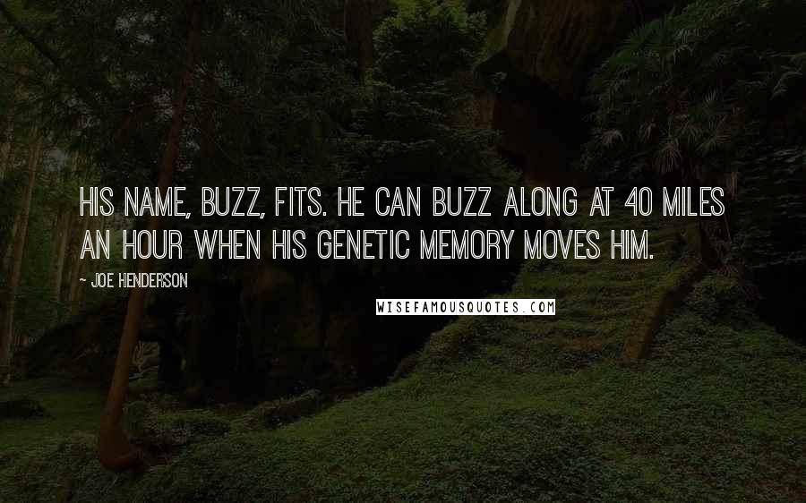 Joe Henderson Quotes: His name, Buzz, fits. He can buzz along at 40 miles an hour when his genetic memory moves him.