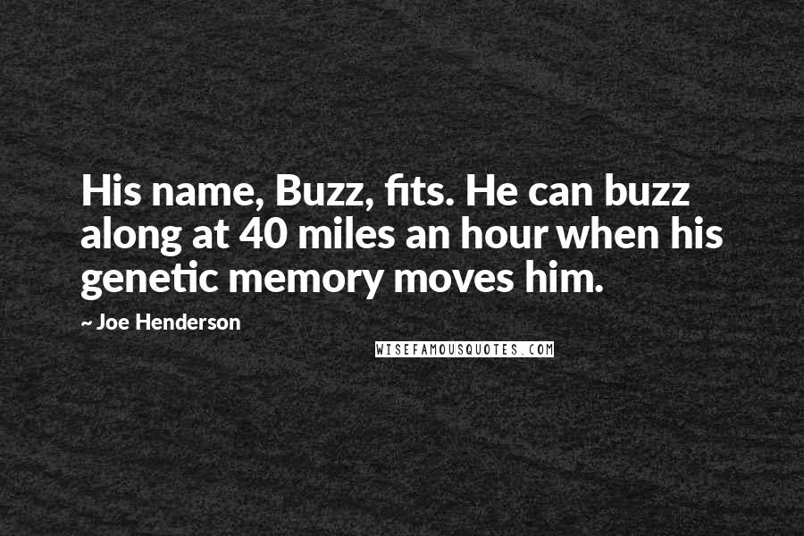 Joe Henderson Quotes: His name, Buzz, fits. He can buzz along at 40 miles an hour when his genetic memory moves him.