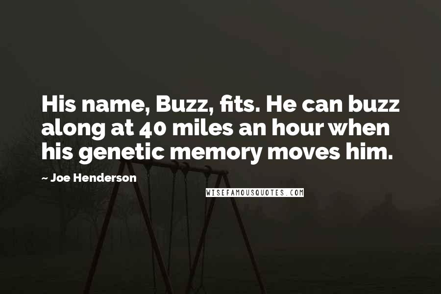 Joe Henderson Quotes: His name, Buzz, fits. He can buzz along at 40 miles an hour when his genetic memory moves him.