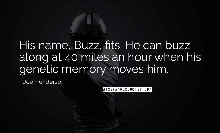 Joe Henderson Quotes: His name, Buzz, fits. He can buzz along at 40 miles an hour when his genetic memory moves him.