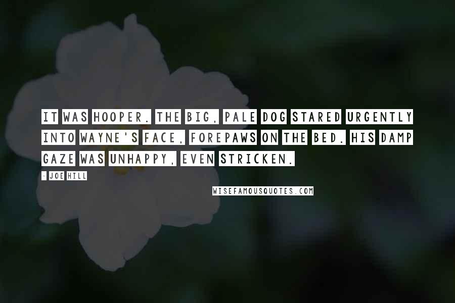 Joe Hill Quotes: It was Hooper. The big, pale dog stared urgently into Wayne's face, forepaws on the bed. His damp gaze was unhappy, even stricken.