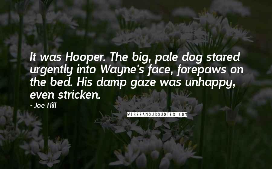 Joe Hill Quotes: It was Hooper. The big, pale dog stared urgently into Wayne's face, forepaws on the bed. His damp gaze was unhappy, even stricken.