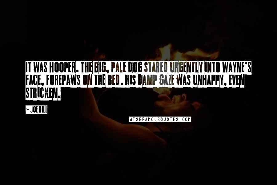 Joe Hill Quotes: It was Hooper. The big, pale dog stared urgently into Wayne's face, forepaws on the bed. His damp gaze was unhappy, even stricken.