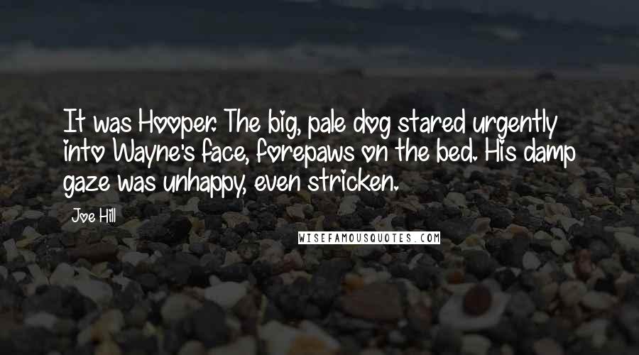 Joe Hill Quotes: It was Hooper. The big, pale dog stared urgently into Wayne's face, forepaws on the bed. His damp gaze was unhappy, even stricken.