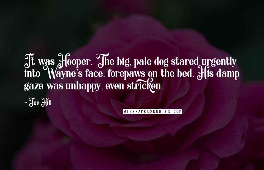 Joe Hill Quotes: It was Hooper. The big, pale dog stared urgently into Wayne's face, forepaws on the bed. His damp gaze was unhappy, even stricken.