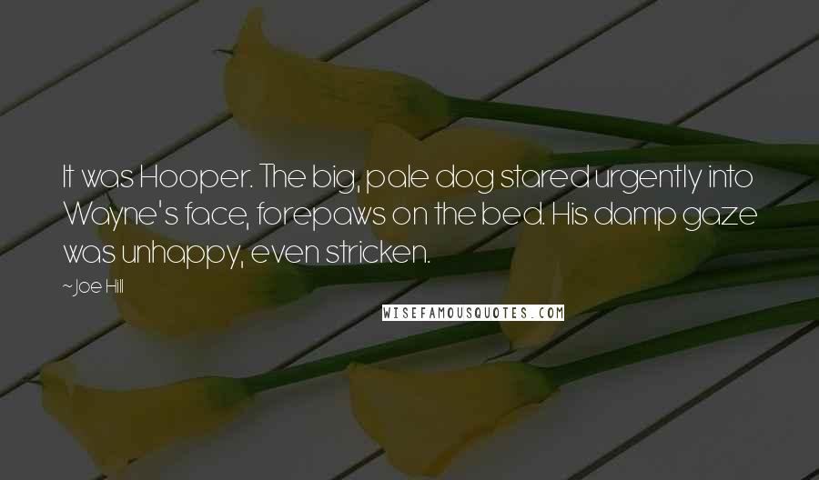 Joe Hill Quotes: It was Hooper. The big, pale dog stared urgently into Wayne's face, forepaws on the bed. His damp gaze was unhappy, even stricken.