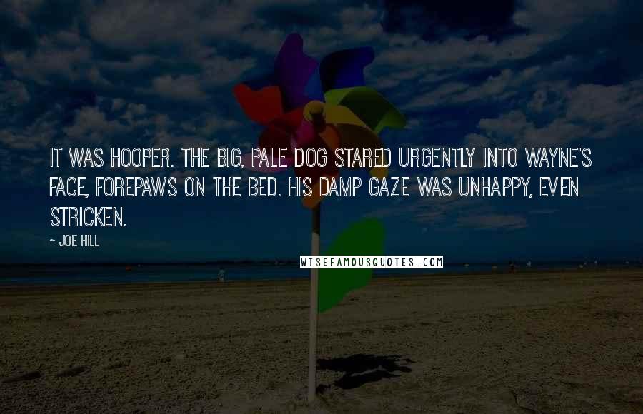 Joe Hill Quotes: It was Hooper. The big, pale dog stared urgently into Wayne's face, forepaws on the bed. His damp gaze was unhappy, even stricken.