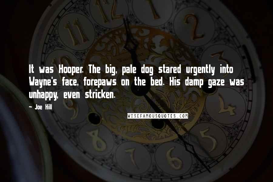 Joe Hill Quotes: It was Hooper. The big, pale dog stared urgently into Wayne's face, forepaws on the bed. His damp gaze was unhappy, even stricken.