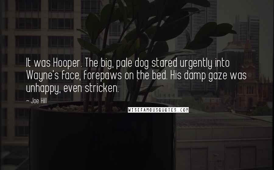 Joe Hill Quotes: It was Hooper. The big, pale dog stared urgently into Wayne's face, forepaws on the bed. His damp gaze was unhappy, even stricken.