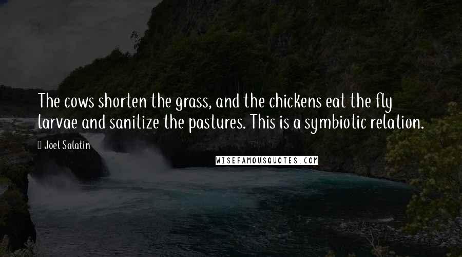 Joel Salatin Quotes: The cows shorten the grass, and the chickens eat the fly larvae and sanitize the pastures. This is a symbiotic relation.