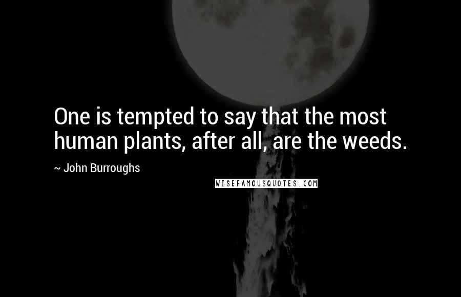 John Burroughs Quotes: One is tempted to say that the most human plants, after all, are the weeds.