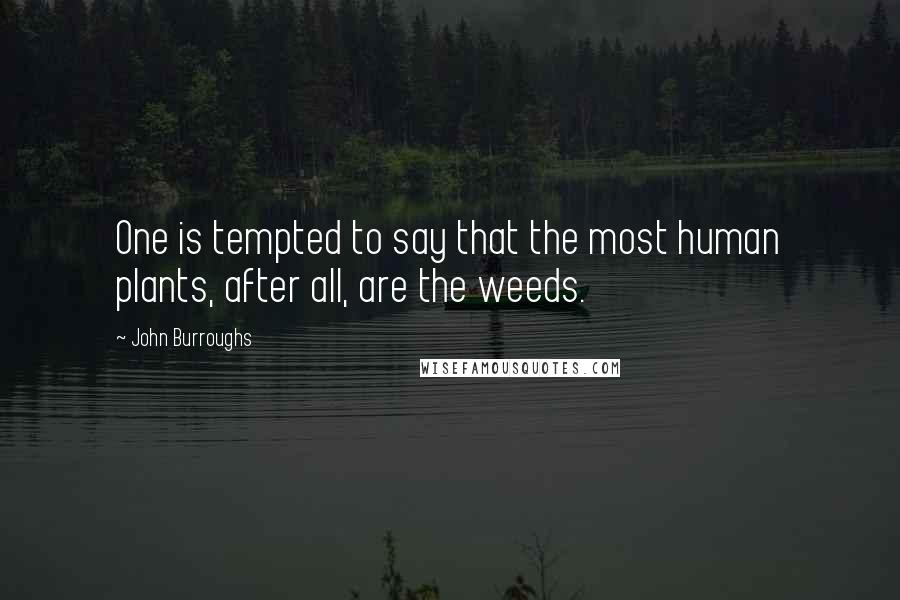 John Burroughs Quotes: One is tempted to say that the most human plants, after all, are the weeds.