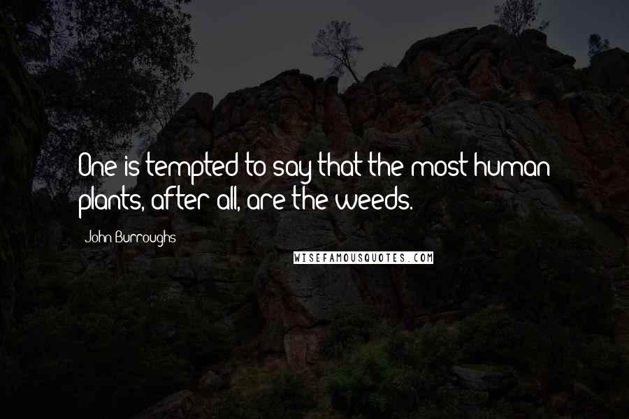 John Burroughs Quotes: One is tempted to say that the most human plants, after all, are the weeds.