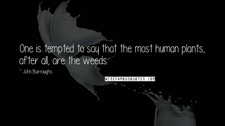 John Burroughs Quotes: One is tempted to say that the most human plants, after all, are the weeds.