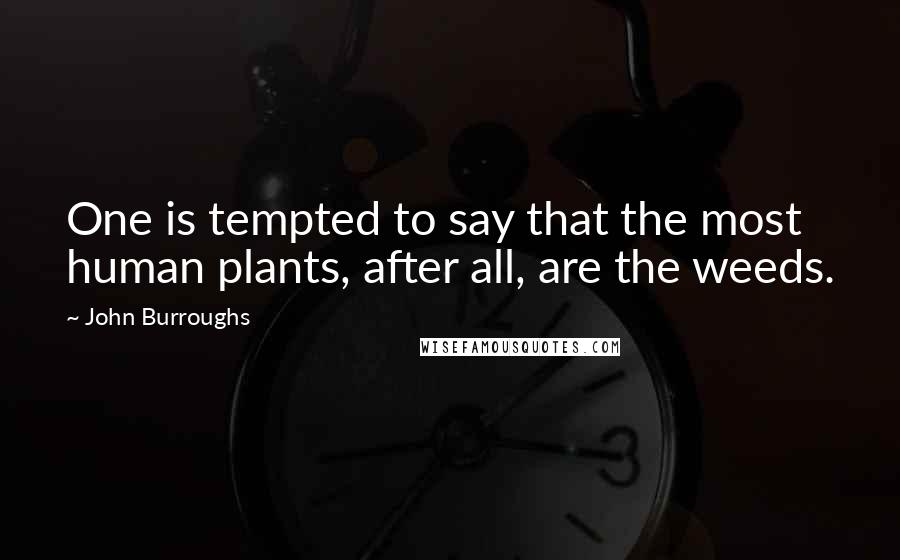 John Burroughs Quotes: One is tempted to say that the most human plants, after all, are the weeds.